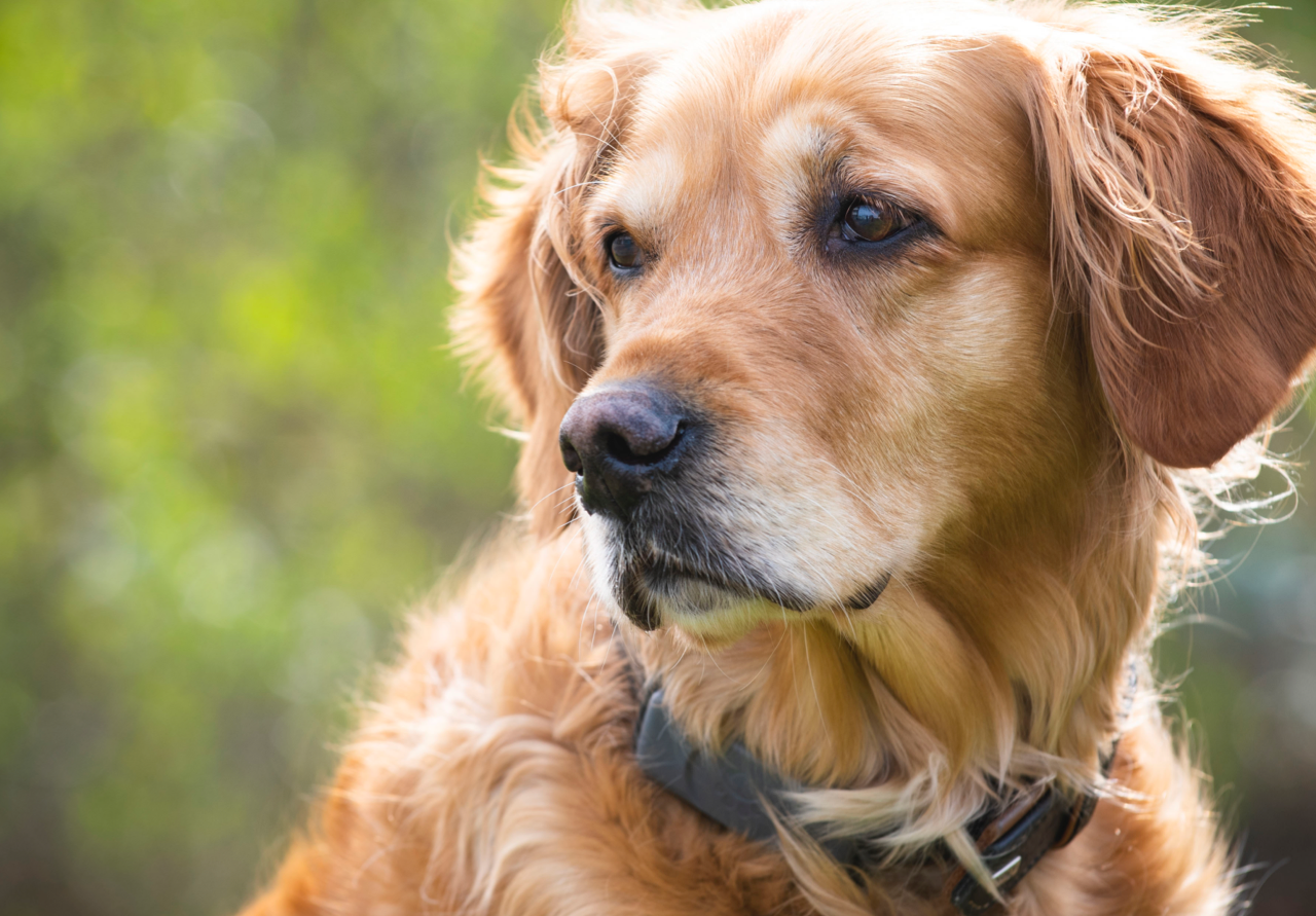 Dog-Tracker für mehr Hundeglück